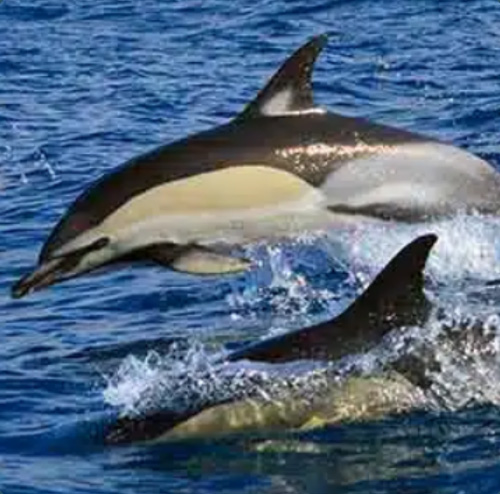 Conscious Encounter with Cetaceans